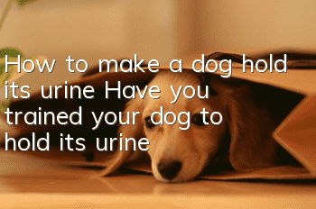 How to make a dog hold its urine? Have you trained your dog to hold its urine?