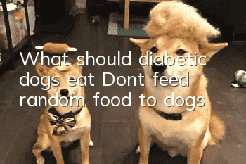 What should diabetic dogs eat? Don’t feed random food to dogs!