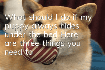 What should I do if my puppy always hides under the bed? Here are three things you need to know
