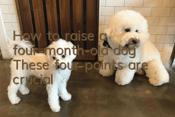 How to raise a four-month-old dog? These four points are crucial!