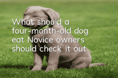What should a four-month-old dog eat? Novice owners should check it out!