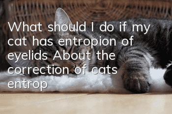 What should I do if my cat has entropion of eyelids? About the correction of cat’s entropion of eyelids!