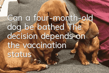 Can a four-month-old dog be bathed? The decision depends on the vaccination status!