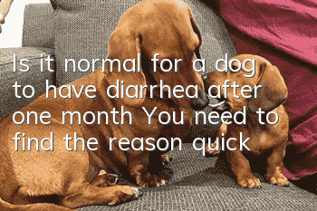 Is it normal for a dog to have diarrhea after one month? You need to find the reason quickly!