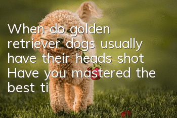 When do golden retriever dogs usually have their heads shot? Have you mastered the best time?