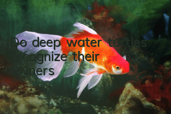 Do deep water turtles recognize their owners?