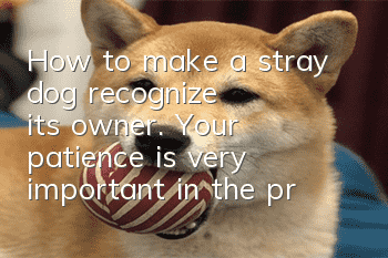 How to make a stray dog recognize its owner. Your patience is very important in the process of recognizing its owner!