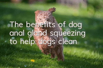 The benefits of dog anal gland squeezing to help dogs clean