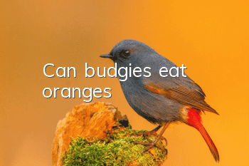 Can budgies eat oranges?
