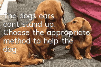 The dog’s ears can’t stand up. Choose the appropriate method to help the dog!