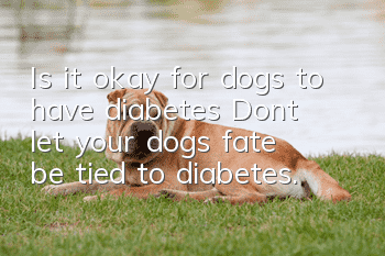 Is it okay for dogs to have diabetes? Don’t let your dog’s fate be tied to diabetes.