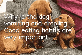 Why is the dog vomiting and drooling? Good eating habits are very important