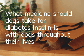 What medicine should dogs take for diabetes? Insulin is with dogs throughout their lives!