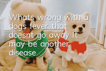What’s wrong with a dog’s fever that doesn’t go away? It may be another disease!