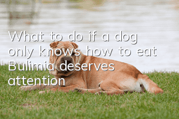 What to do if a dog only knows how to eat? Bulimia deserves attention!
