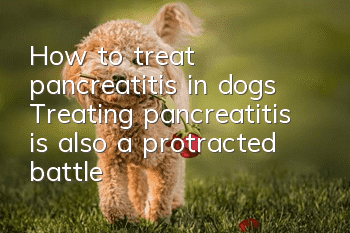 How to treat pancreatitis in dogs? Treating pancreatitis is also a protracted battle!