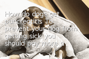 How do dogs get pancreatitis? To prevent your dog from getting sick, you should pay more attention