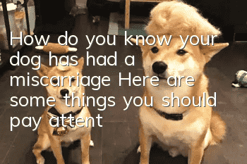 How do you know your dog has had a miscarriage? Here are some things you should pay attention to!