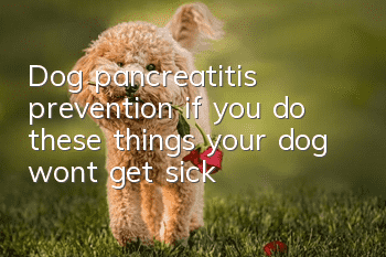 Dog pancreatitis prevention: if you do these things, your dog won’t get sick