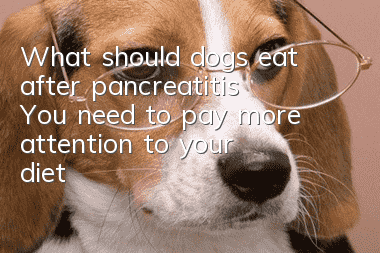What should dogs eat after pancreatitis? You need to pay more attention to your diet!