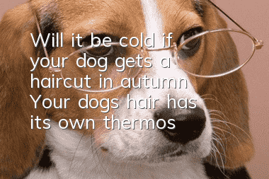 Will it be cold if your dog gets a haircut in autumn? Your dog’s hair has its own thermostat