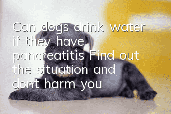 Can dogs drink water if they have pancreatitis? Find out the situation and don’t harm your dog