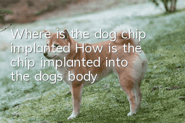 Where is the dog chip implanted? How is the chip implanted into the dog's body?