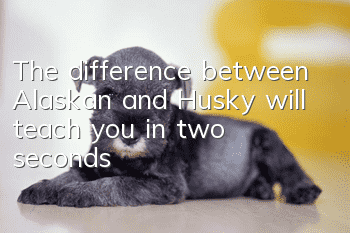 The difference between Alaskan and Husky will teach you in two seconds!