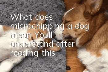 What does microchipping a dog mean? You’ll understand after reading this!