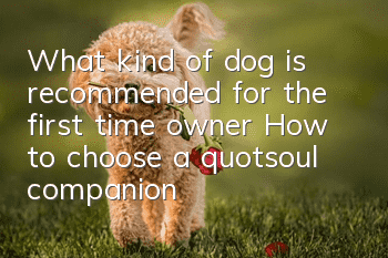 What kind of dog is recommended for the first time owner? How to choose a "soul companion dog"