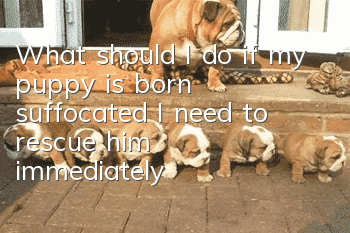 What should I do if my puppy is born suffocated? I need to rescue him immediately!