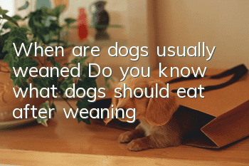 When are dogs usually weaned? Do you know what dogs should eat after weaning?