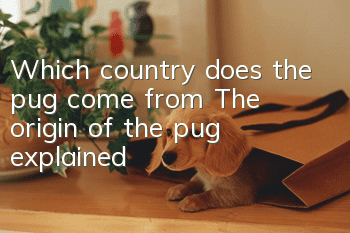 Which country does the pug come from? The origin of the pug explained!