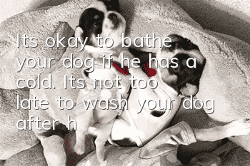 It’s okay to bathe your dog if he has a cold. It’s not too late to wash your dog after he has recovered from the cold.
