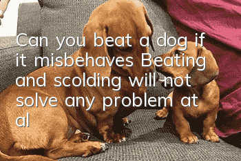 Can you beat a dog if it misbehaves? Beating and scolding will not solve any problem at all.