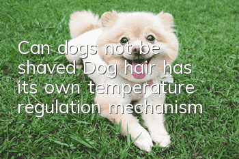 Can dogs not be shaved? Dog hair has its own temperature regulation mechanism