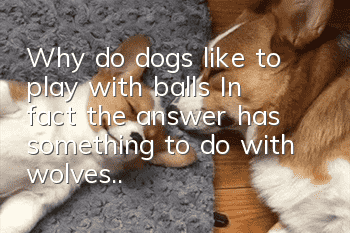 Why do dogs like to play with balls? In fact, the answer has something to do with wolves...