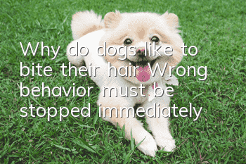 Why do dogs like to bite their hair? Wrong behavior must be stopped immediately!