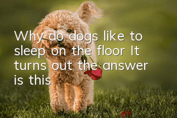 Why do dogs like to sleep on the floor? It turns out the answer is this!