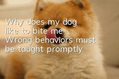 Why does my dog like to bite me? Wrong behaviors must be taught promptly!