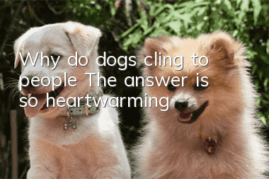 Why do dogs cling to people? The answer is so heartwarming!
