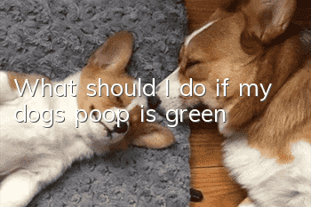 What should I do if my dog’s poop is green?