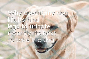Why doesn’t my dog lift its hind legs to urinate recently? It’s best to take the dog to the hospital for a checkup.