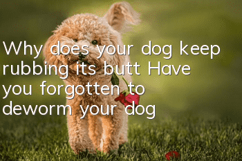 Why does your dog keep rubbing its butt? Have you forgotten to deworm your dog?