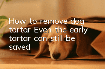 How to remove dog tartar? Even the early tartar can still be saved!