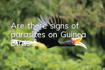 Are there signs of parasites on Guinea Birds?