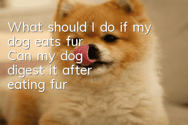 What should I do if my dog eats fur? Can my dog digest it after eating fur?
