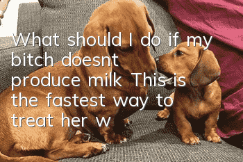 What should I do if my bitch doesn’t produce milk? This is the fastest way to treat her with food.