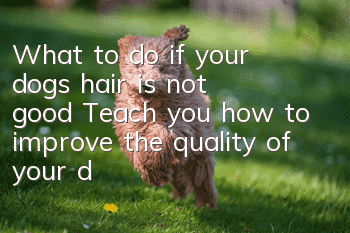 What to do if your dog’s hair is not good? Teach you how to improve the quality of your dog’s hair.