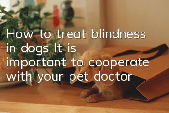 How to treat blindness in dogs? It is important to cooperate with your pet doctor!